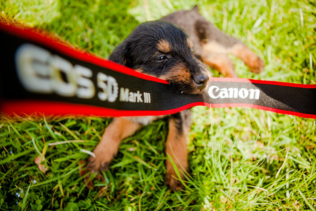 airedale puppies dauphin pa the focus photography rose finley photographer