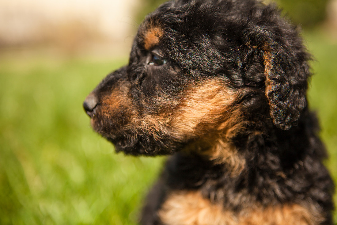airedale puppies dauphin pa the focus photography rose finley photographer