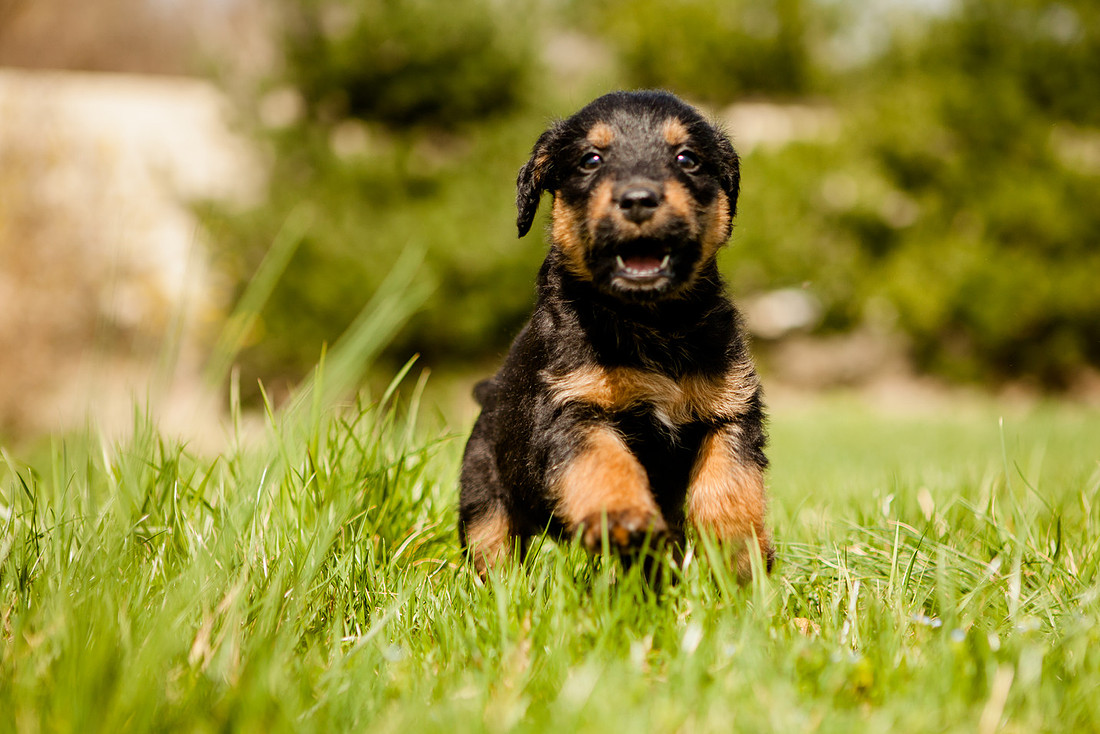 airedale puppies dauphin pa the focus photography rose finley photographer