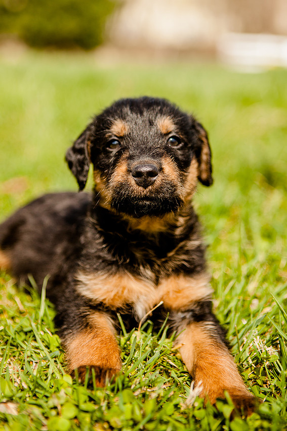 airedale puppies dauphin pa the focus photography rose finley photographer