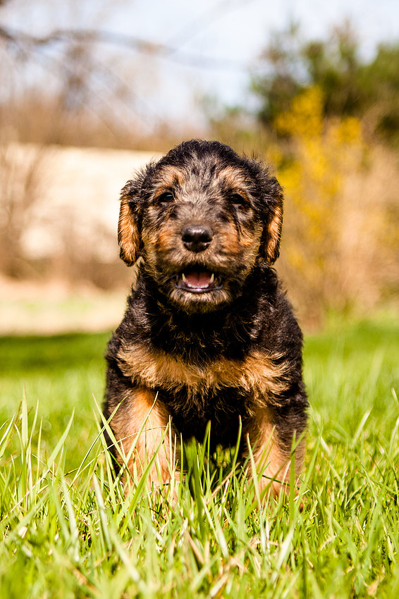 airedale puppies dauphin pa the focus photography rose finley photographer